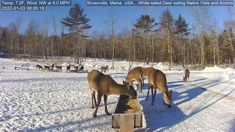 deer cam brownville maine